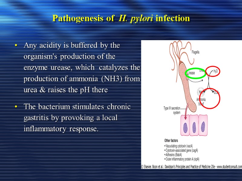 Pathogenesis of  H. pylori infection Any acidity is buffered by the organism's production